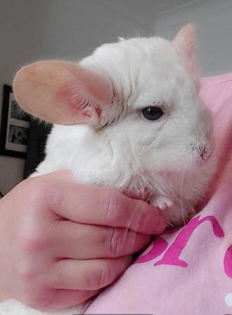 Image 5 of Female Chinchilla pink white 5 years old..friendly