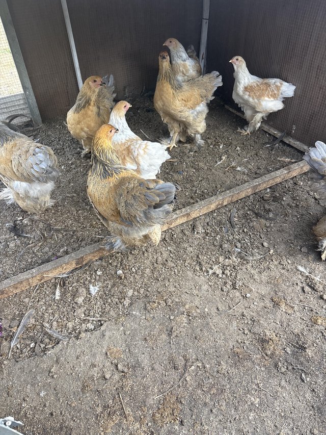 12 and 16 week old Brahma cockerels and hens — photo 3 of 3