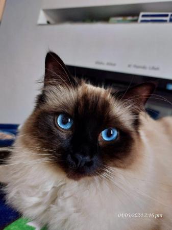 Image 3 of Male Ragdoll with gorgeous blue eyes