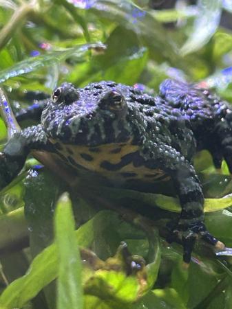 Image 5 of Fire Belly Toads Near Maldon