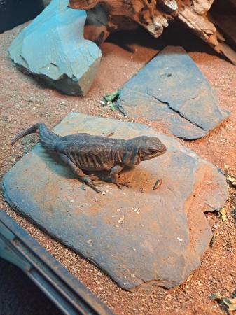 Image 2 of Madagascar iguana for sale