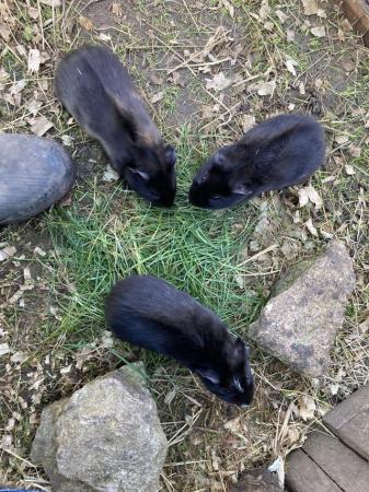 Image 8 of Beautiful baby guinea pigs for sale (boys ready now)