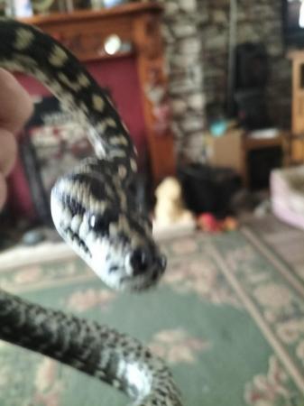 Image 1 of Carpet python female snake