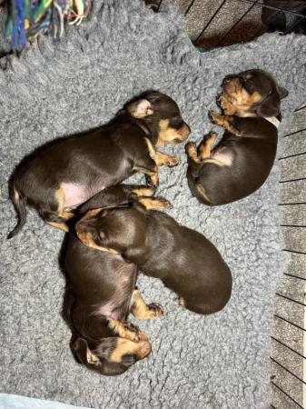 Image 16 of Quality Chocolate miniature dachshund puppies