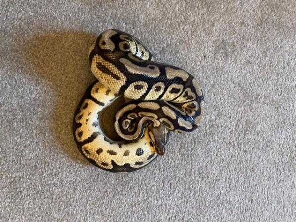 Image 4 of Ball pythons for rehome Plymouth