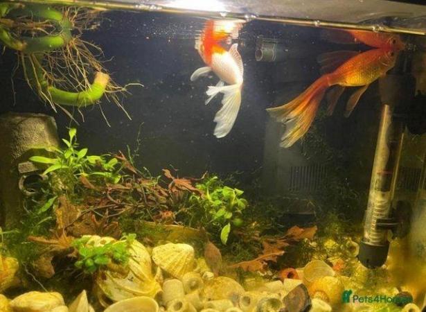 Image 5 of (( Sold ))Pair of goldfish 12 months old