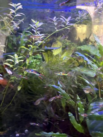Image 4 of Endlers live fish not guppies £1 each
