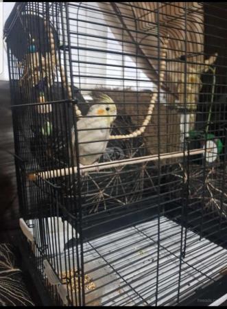 Image 2 of cockatiel and cage for sale.