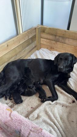 Image 3 of Labrador x spaniel puppies