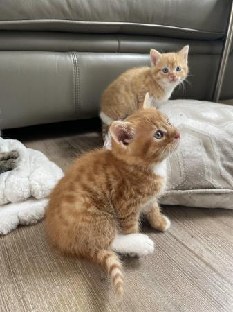 Image 10 of Maine Coon Mix Kittens x