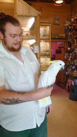 Image 6 of Large Variety of Hand Reared Birds Available! - Updated Regu