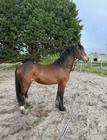 Image 1 of Pony for Sale, 14.2hh Welsh Sec D