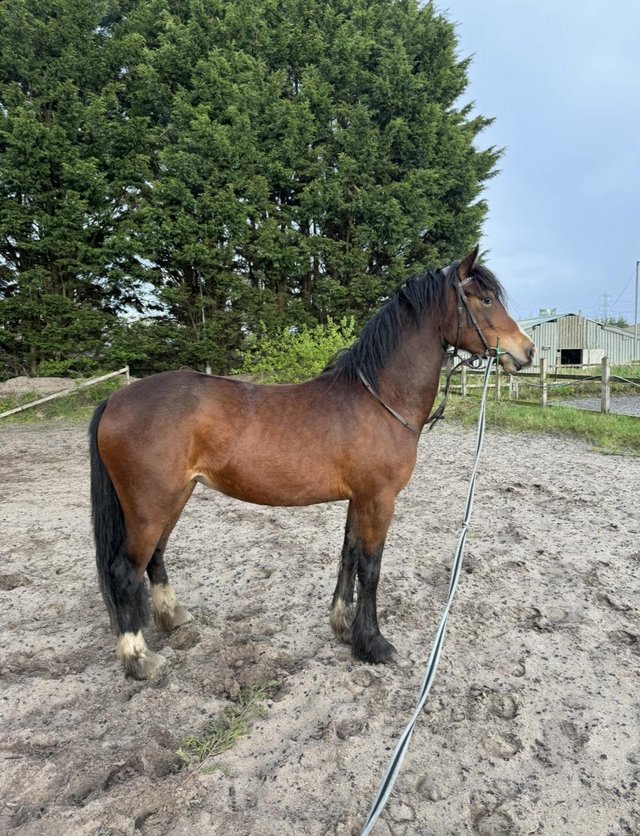 Preview of the first image of Pony for Sale, 14.2hh Welsh Sec D.