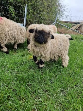 Image 3 of Valley Valais blacknose ewes lamb