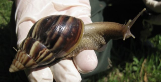 Image 4 of Great African Land Snails younglings