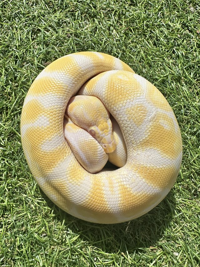 Preview of the first image of Pewter albino royal python for sale.