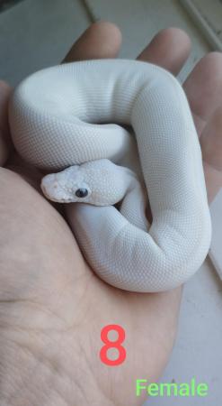 Image 6 of 6 Baby bull pythons for sale