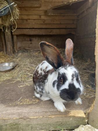 Image 3 of Male English spot x dwarf lop rabbits