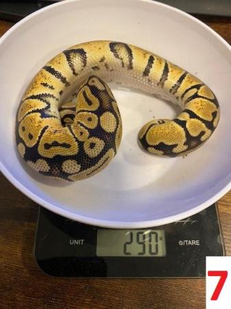Image 9 of Various Royal Pythons - open to offers