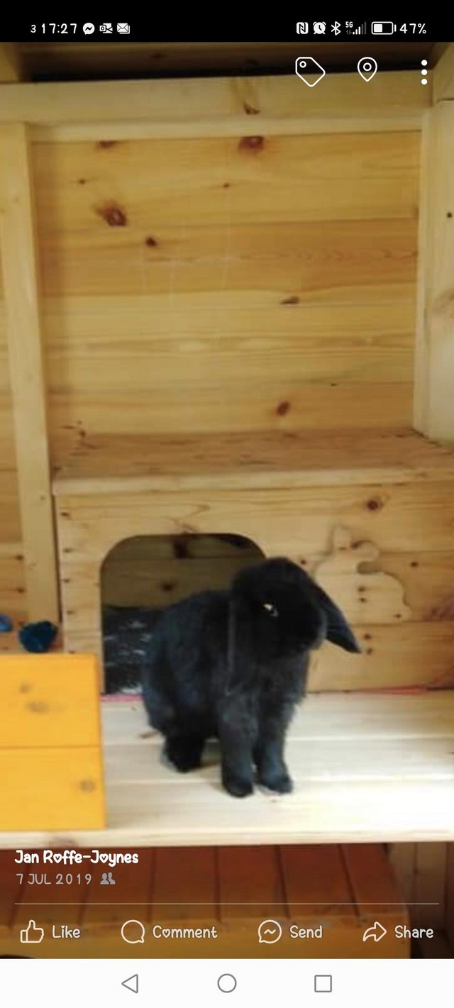 Preview of the first image of 2 bonded Mini lops  rabbits.