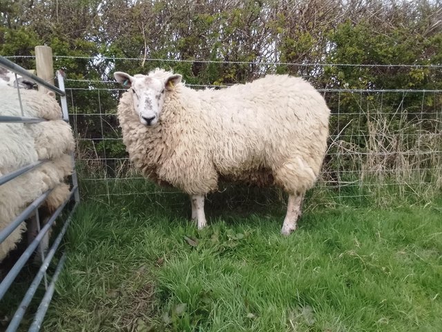 Preview of the first image of Year old texel x north country mule wether.