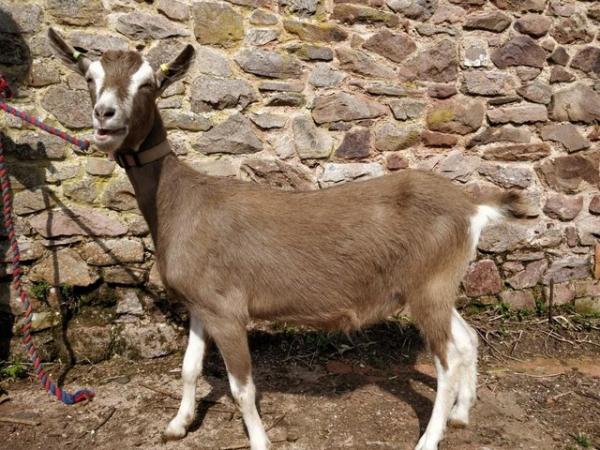 Image 1 of Friendly Female British Goatling