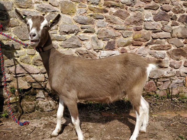Preview of the first image of Friendly Female British Goatling.
