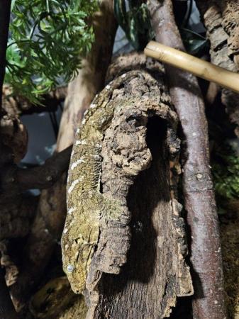 Image 6 of Leachianus gecko female proven isle E morro