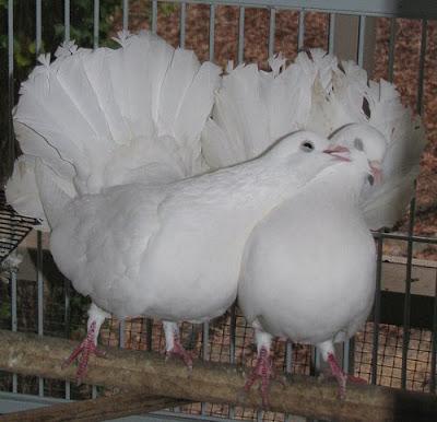 Preview of the first image of Beautiful Young White Fantail Doves.