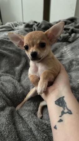 Image 3 of Female 12 week old chihuahua puppy fully vaccinated