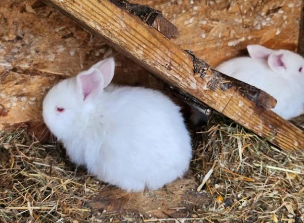 Image 5 of Beautiful and friendly white and black & white bunnies - 3 l