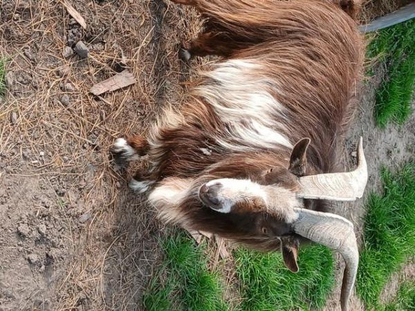 Image 3 of Pygmy Billy Goat (proven) for sale
