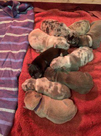 Image 3 of 9 Staffy puppies merles and blues boys and girls lovely pups