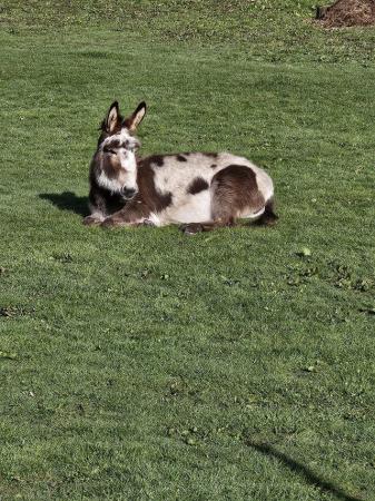 Image 7 of Beautiful donkey for sale.