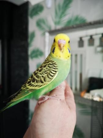 Image 22 of Baby hand tamed budgies for sale