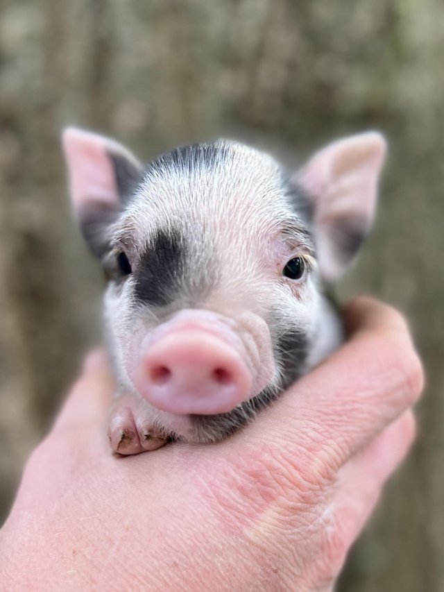 Preview of the first image of Lovely Micro Pig Piglets.