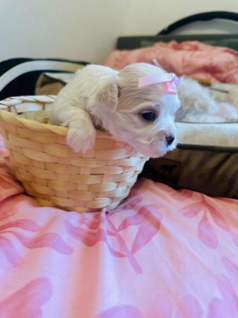 Image 5 of ?? Adorable Maltese Puppies for Sale! ??