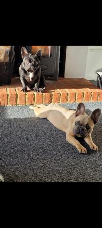 Image 2 of Kc reg french bulldog bitch for sale