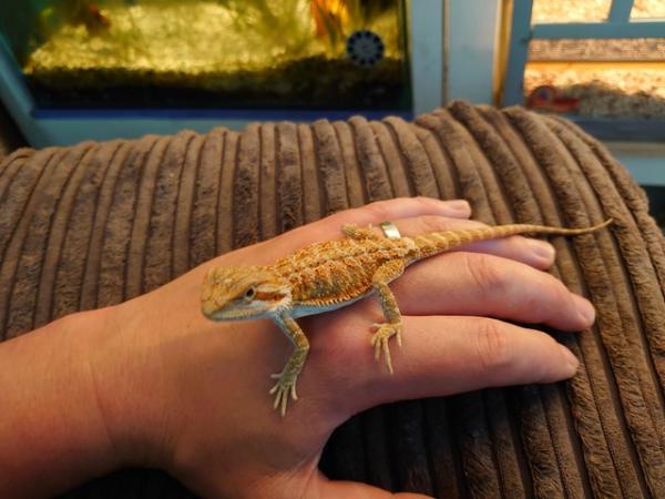 Image 6 of Bearded Dragon for sale with vivarium and all accessories