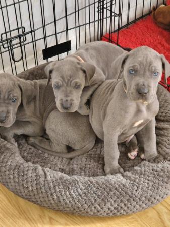 Image 13 of Adorable KC Blue Great Dane puppies READY NOW!!