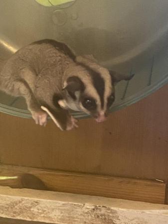 Image 2 of 3 Male Sugar Gliders Father and 2 sons