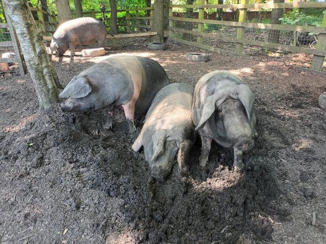Preview of the first image of 3 .5 YEAR OLD BEAUTIFUL SADDLEBACK PIGS.