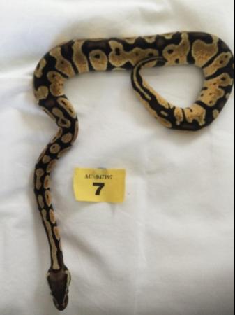Image 6 of Mojave pastel het ghost baby ball python