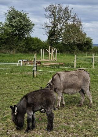 Image 3 of Reserved-Mediterranean miniature donkey for sale