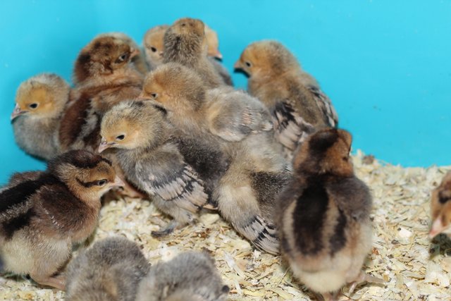Image 1 of Sablepoot Bantam Day Old Chicks