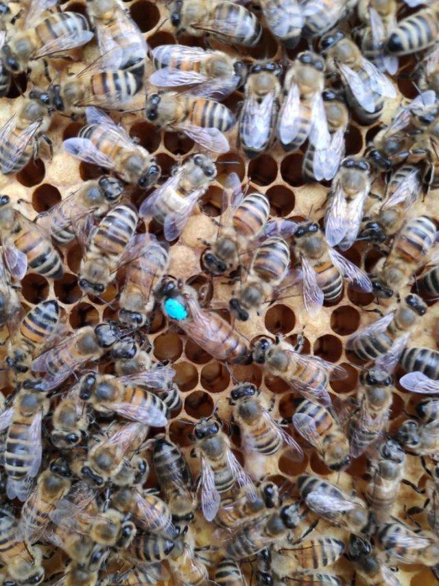 Preview of the first image of Buckfast Queen Bee mated, marked and Clipped.