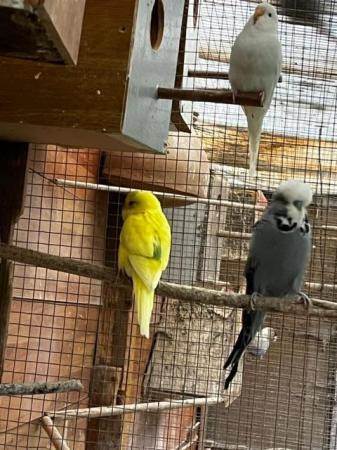Image 10 of Budgies for sale - Variety of Colors and mutations