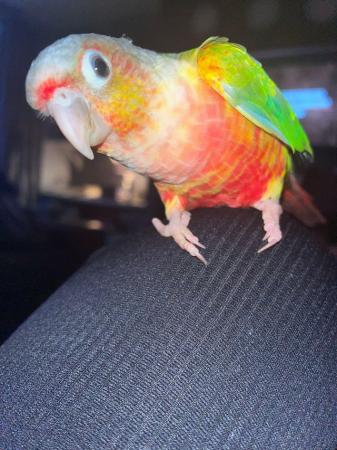 Image 9 of Baby pineapple conures looking for loving homes different mu