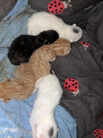 Image 4 of 5 beautiful kittens (BSH x maine coon)