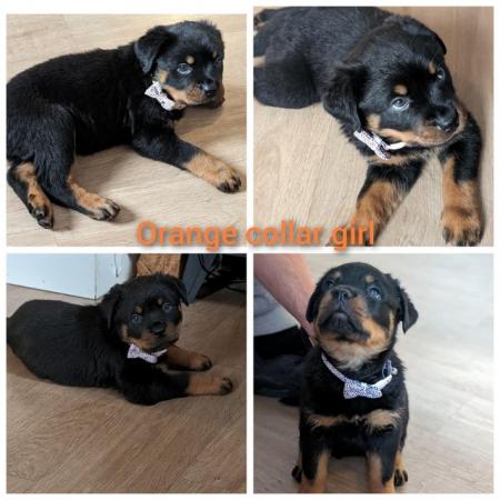 Image 7 of 6 week old chunky beautiful rottweiler pups